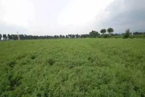 中國(guó)農(nóng)企在俄遠(yuǎn)東種植中草藥，挖到新商機(jī)