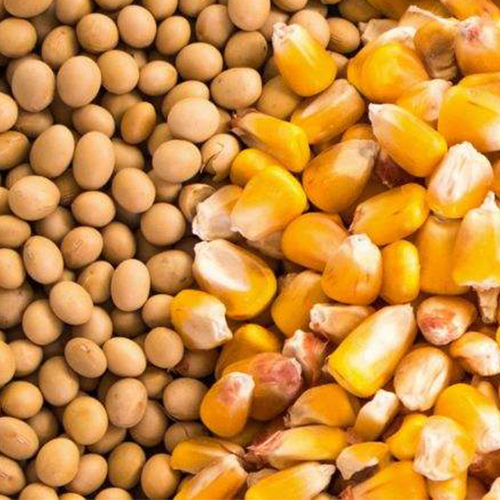 俄羅斯伊娃農(nóng)場(chǎng)